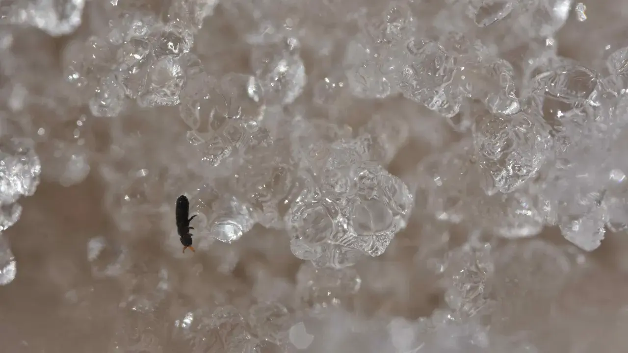 A tiny black insect with orange antennae sits on ice crystals.