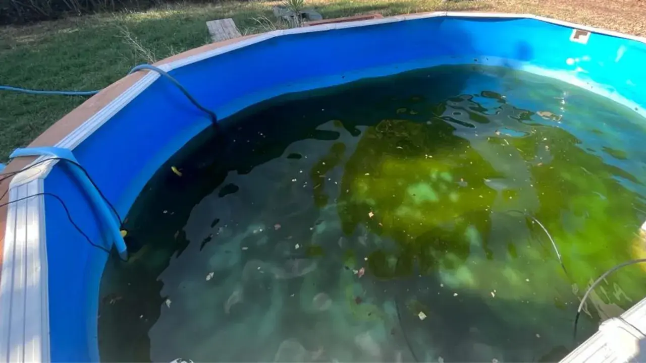 Acqua torbida e verde in una piscina, con evidenti alghe che ricoprono il fondo e la superficie.