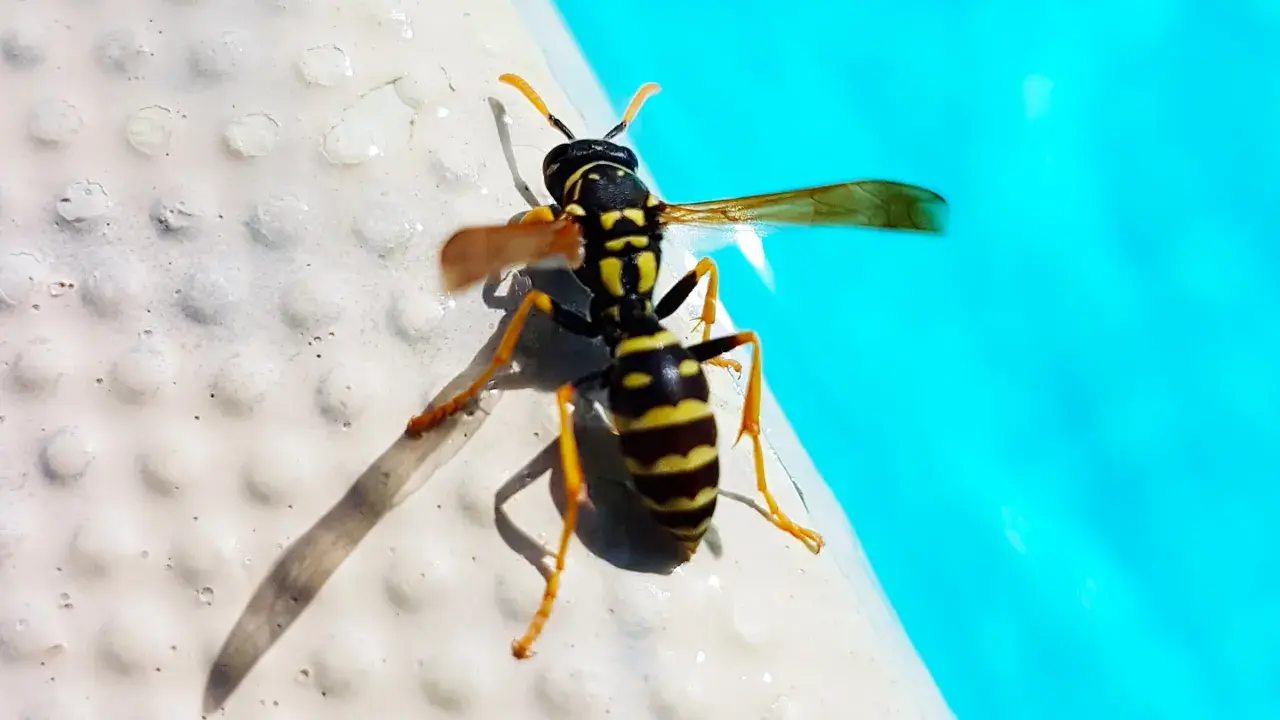 Vespe nere e gialle si posano sul bordo di una piscina, con l'acqua azzurra sullo sfondo.