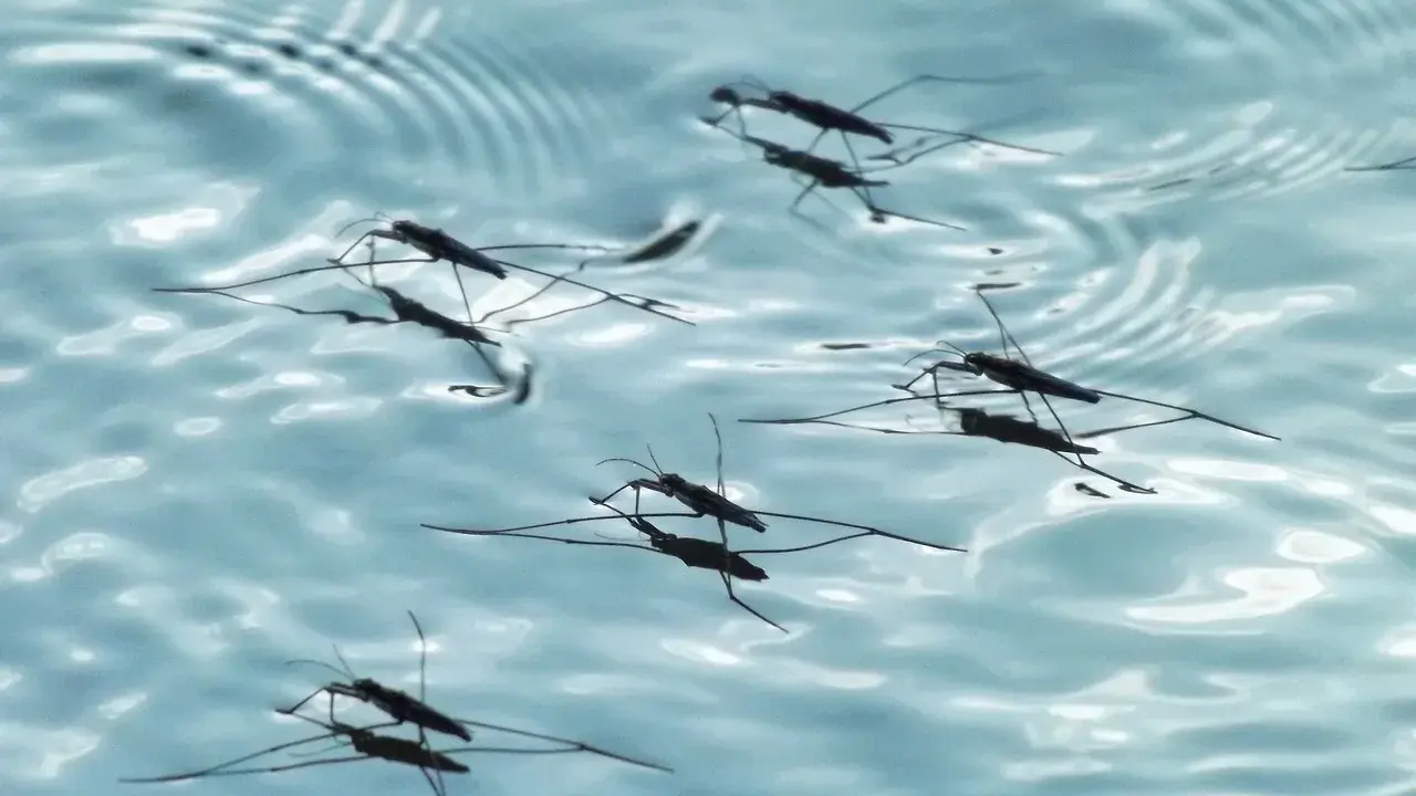 Pulci d'acqua scivolano sulla superficie di una piscina, creando piccole increspature.