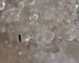 A tiny black insect with orange antennae sits on ice crystals.