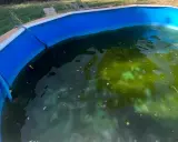 Acqua torbida e verde in una piscina, con evidenti alghe che ricoprono il fondo e la superficie.