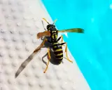 Vespe nere e gialle si posano sul bordo di una piscina, con l'acqua azzurra sullo sfondo.
