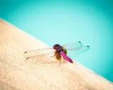 Una colorata notonecta si riposa sul bordo di una piscina, con le ali trasparenti che riflettono la luce.