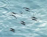 Pulci d'acqua scivolano sulla superficie di una piscina, creando piccole increspature.