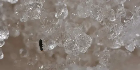 A tiny black insect with orange antennae sits on ice crystals.