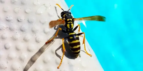 Vespe nere e gialle si posano sul bordo di una piscina, con l'acqua azzurra sullo sfondo.