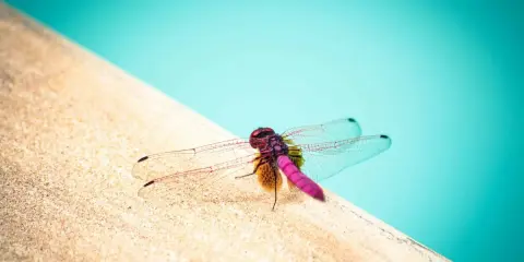 Una colorata notonecta si riposa sul bordo di una piscina, con le ali trasparenti che riflettono la luce.