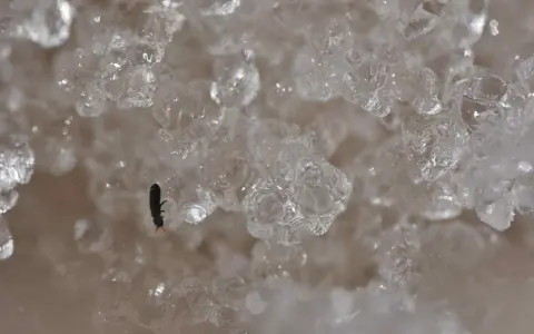 A tiny black insect with orange antennae sits on ice crystals.