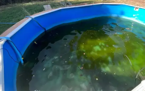 Acqua torbida e verde in una piscina, con evidenti alghe che ricoprono il fondo e la superficie.