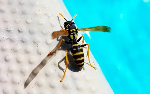 Vespe nere e gialle si posano sul bordo di una piscina, con l'acqua azzurra sullo sfondo.