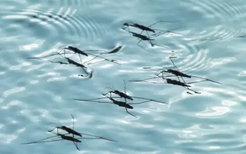 Pulci d'acqua scivolano sulla superficie di una piscina, creando piccole increspature.