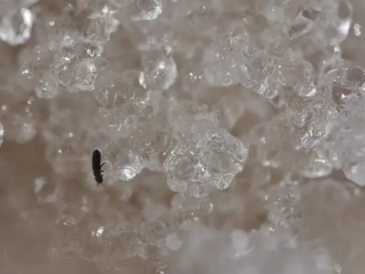 A tiny black insect with orange antennae sits on ice crystals.