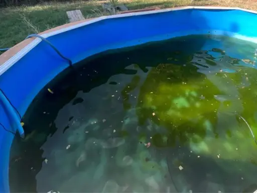 Acqua torbida e verde in una piscina, con evidenti alghe che ricoprono il fondo e la superficie.
