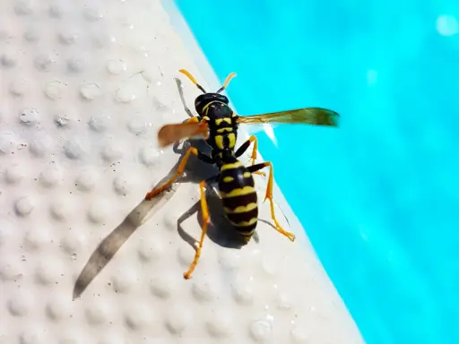 Vespe nere e gialle si posano sul bordo di una piscina, con l'acqua azzurra sullo sfondo.
