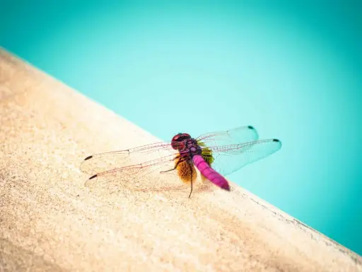 Una colorata notonecta si riposa sul bordo di una piscina, con le ali trasparenti che riflettono la luce.
