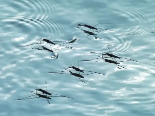 Pulci d'acqua scivolano sulla superficie di una piscina, creando piccole increspature.