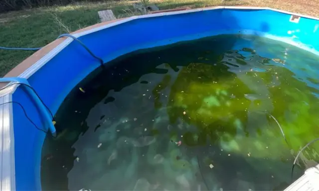 Acqua torbida e verde in una piscina, con evidenti alghe che ricoprono il fondo e la superficie.