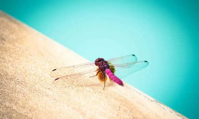 Una colorata notonecta si riposa sul bordo di una piscina, con le ali trasparenti che riflettono la luce.