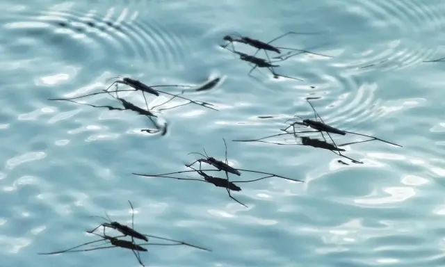 Pulci d'acqua scivolano sulla superficie di una piscina, creando piccole increspature.