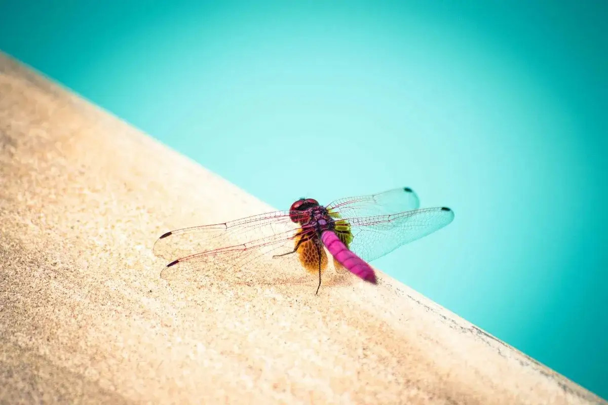 Una colorata libellula, forse una notonecta, si riposa sul bordo di una piscina, con le ali trasparenti e l'addome fucsia.