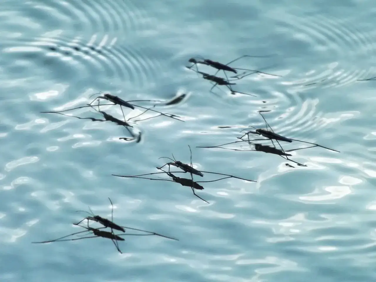 Piccoli insetti neri, pattinatori d'acqua, danzano sulla superficie di una piscina, creando cerchi concentrici.