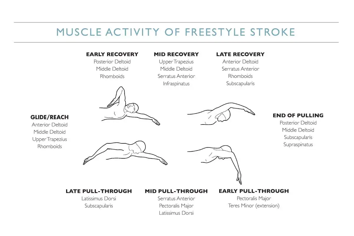 Illustrazione delle fasi del nuoto stile libero, con enfasi sull'attivit&agrave; muscolare della spalla del nuotatore.
